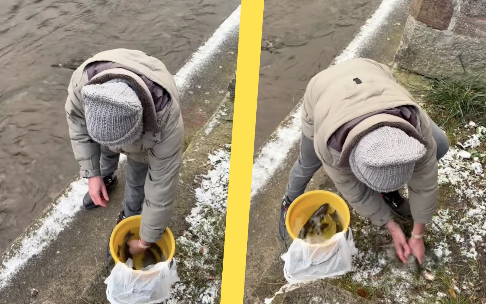 Tuna zachraňující ryby