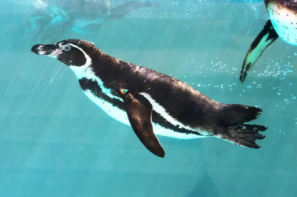 Tučňák zoo