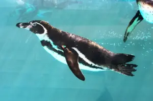 Tučňák zoo